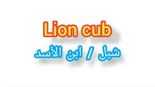 ''  Lion cub     ..    ترجمة كلمة انجليزية الى العربية - ''  شبل / ابن الأسد