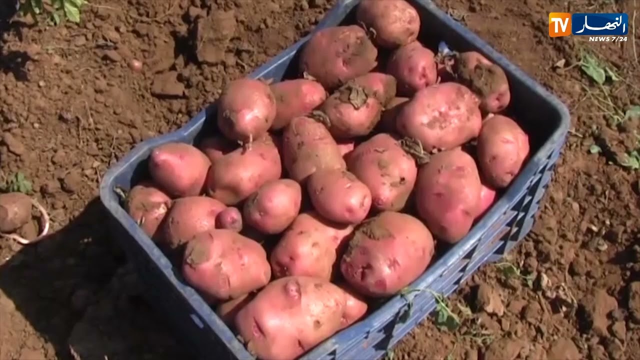 سعيدة : إنتاج وفير للبطاطا الموسمية..الفلاحون يرفعون التحدي رغم الصعوبات