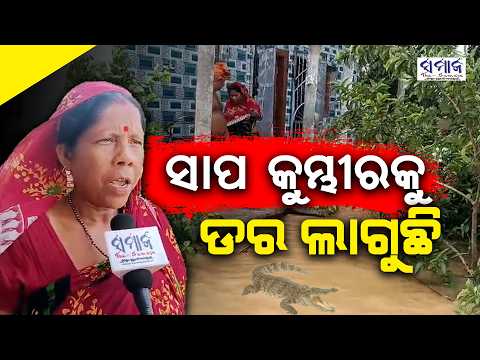ବନ୍ୟା ଜଳବନ୍ଦୀରେ ଜୀବନ ଯନ୍ତ୍ରଣା... ବିଷଧର ସାପ ସାଙ୍ଗକୁ କୁମ୍ଭୀର ଭୟ