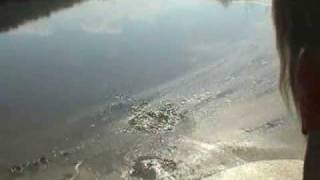 Screaming Frog Release