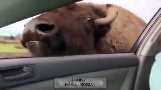 Latest Whatsapp Funny Videos 2016 Try not to laugh screenshot 5