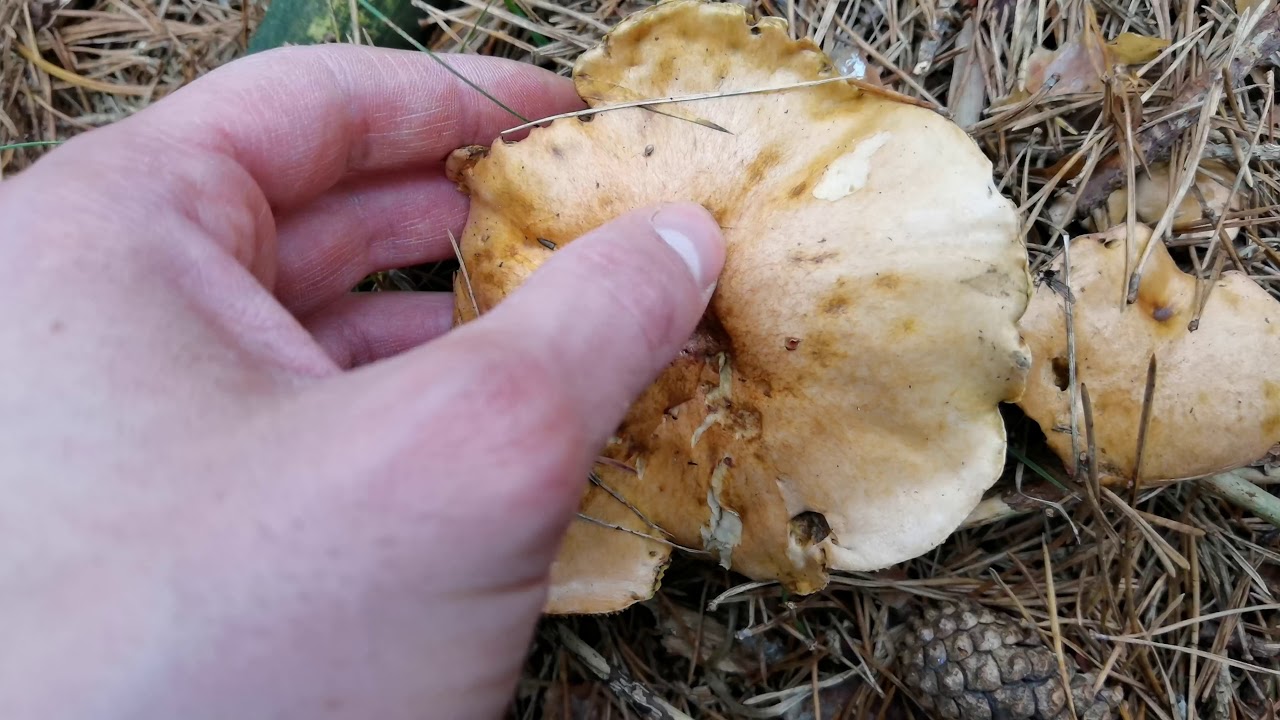 Suillus bovinus. características.