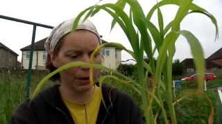 How To Plant Your Sweetcorn Out - Claire's Allotment Part 234