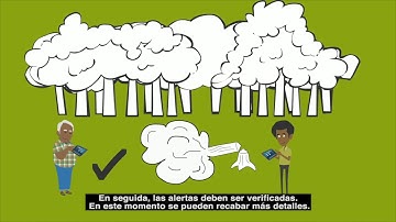 ForestLink: animación sobre el monitoreo comunitario en tiempo real