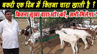 बकरी एक दिन में कितना चारा खाती है ।bakri ek din mein kitna chara khati hai ।। Feed Per day For Goat