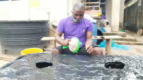 How To Sort Catfish Fingerlings At Home