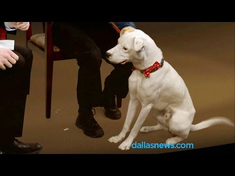 Videó: A hét elfogadható kutyája - Garrett