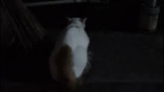 Malam-malam Kucing Berantem | Suara Kucing Berantem No Copyright