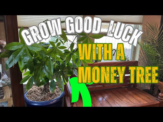 Growing A Money Tree Made Easy - YouTube