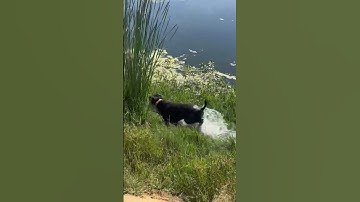#duck #pudelpointer #birddog #country