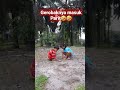 gerobaknya masuk parit #shortvideo #reels #viralshort #viral #terkini