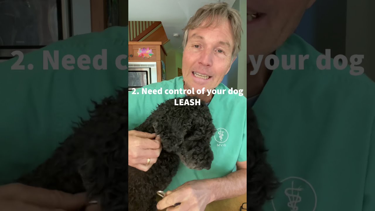Stop Your Dog Barking With 4 Simple Steps