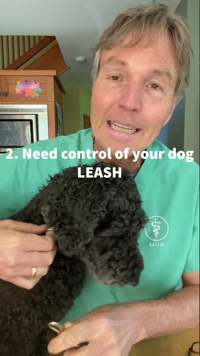 Stop your dog barking with 4 simple steps