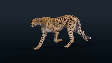 CGI 3D Animated Animal in Blender | Cheetah Showreel | VFX Grace