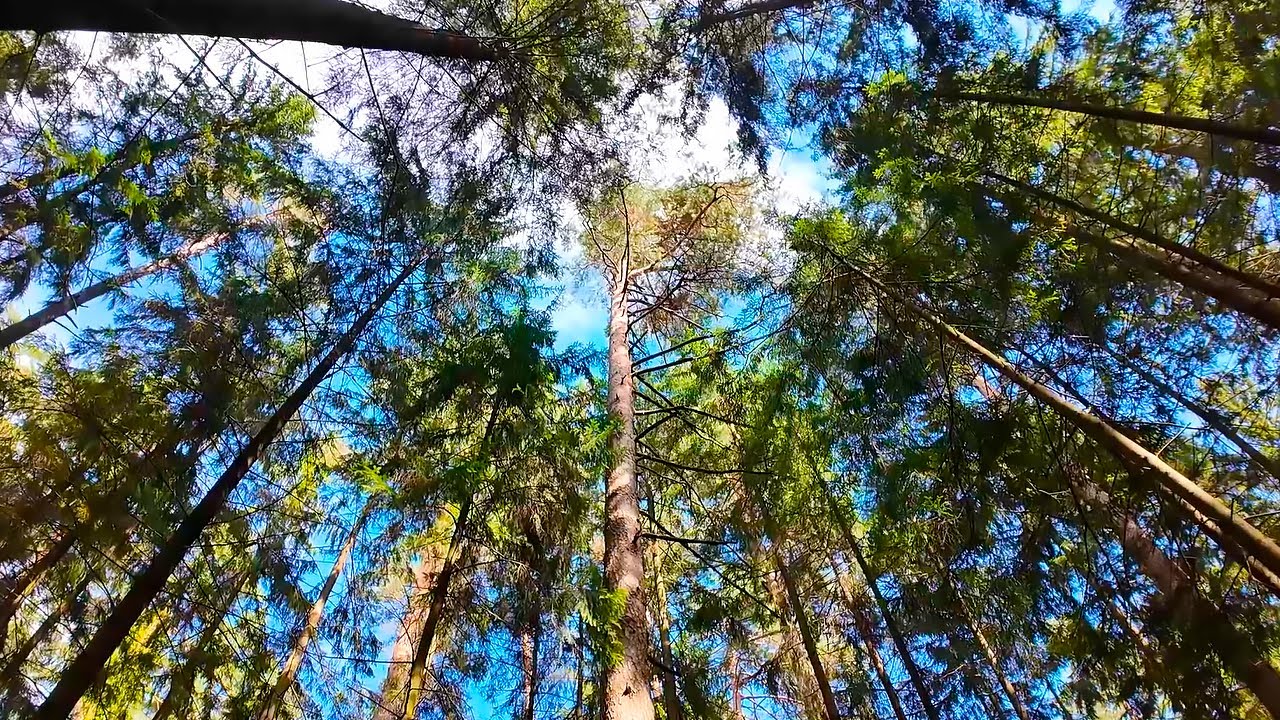 One hour walk. Pines and sound of crunching twigs. ASMR