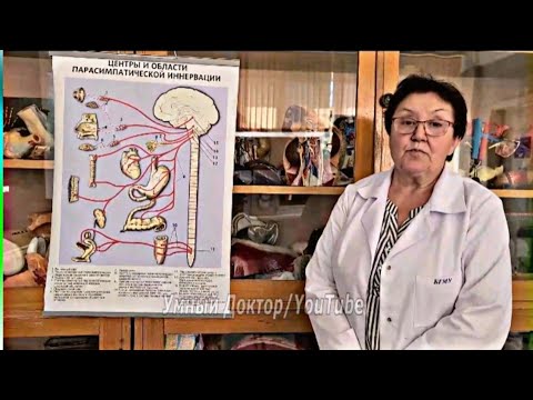 🧠 Парасимпатическая система 🧠 ( Вегетативная нервная система ). Всё что надо 😉👍❤