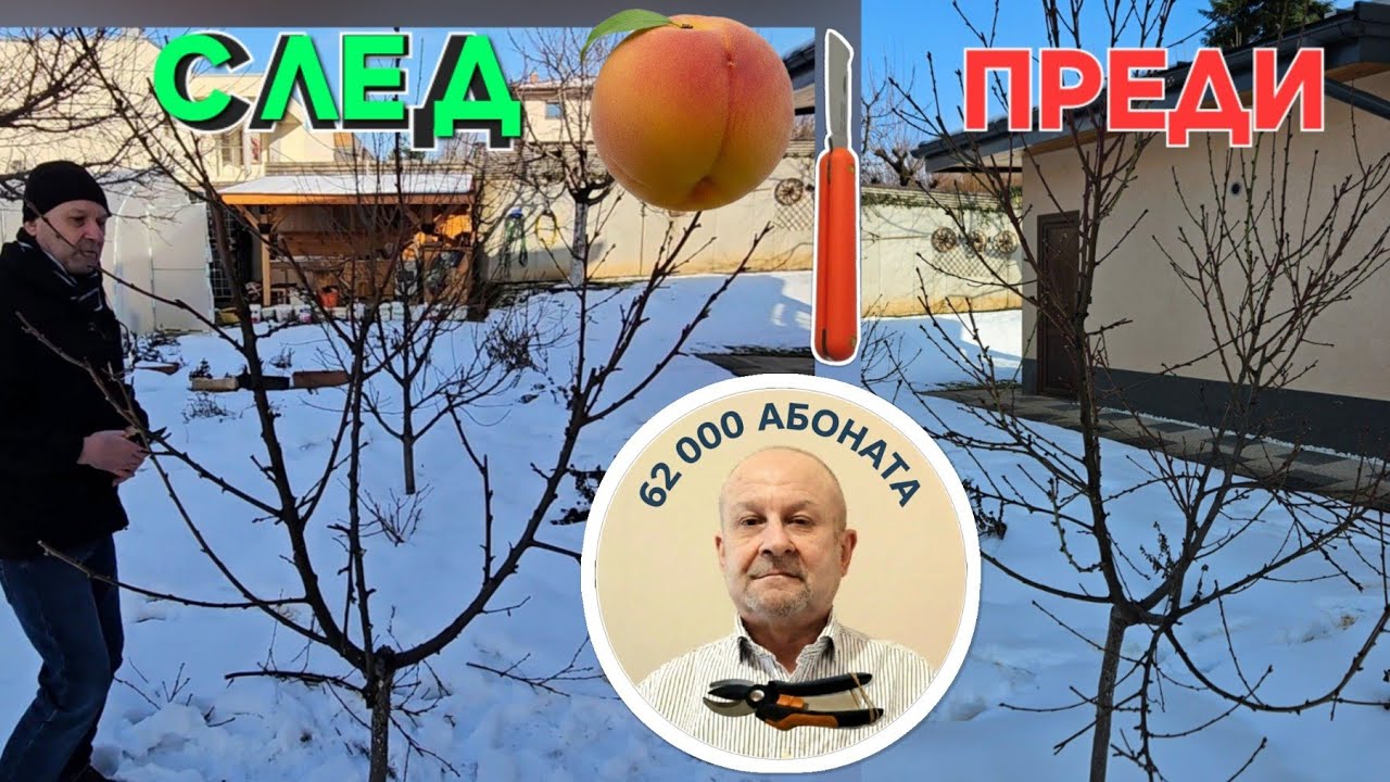 Здрава Резитба на праскова Нектарина.