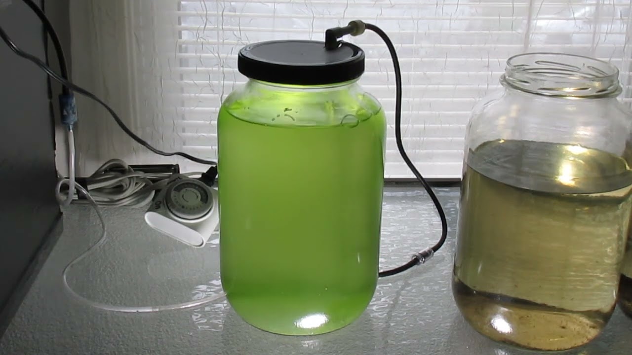 Culture Green Water Indoors, Cheaply 12-11-24