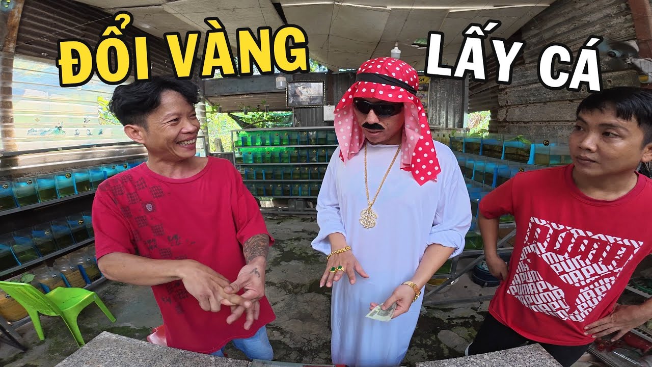 Vị khách đến từ Đu Bai mua cá bằng Vàng khiến Anh Nhí Betta nổi máu tham