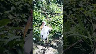 Rare Birds of Singapore Zoo 🐦✨ | Black-Faced Spoonbill & Milky Stork #zoo
