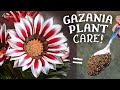 A Comprehensive Guide On Gazania Flower Plant Care! (7-SECRETS*)