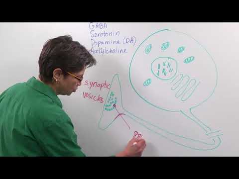 4.4: Neurotransmitter Synthesis