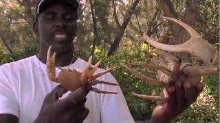 Crabs  from Islands of Life