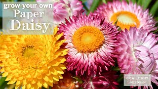 Sow Right Seeds | Grow Paper Daisy from Seed