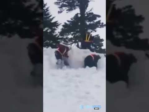 Two people try