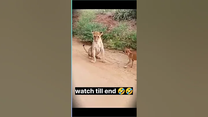 Watch the video about Dog vs lion fight funny video 😂