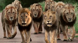 The biggest pride lions family in kruger national park south africa | you