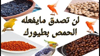 فوائد وأهمية الحمص للطيور وطرق تقديمه لها(2021)