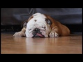 LOUDEST Bulldog Snore Ever!!!