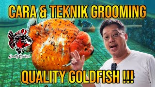 CARA DAN TEKNIK GROOMING IKAN KOKI ALA QUALITY GOLDFISH ‼️