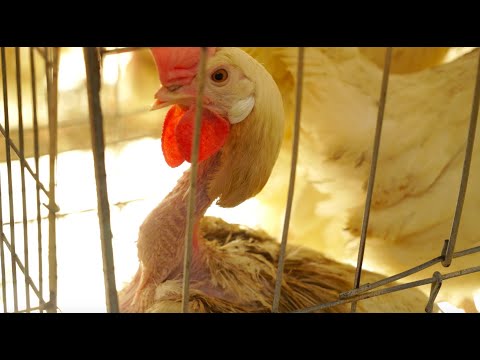 The cruel and illegal practices in the egg industry