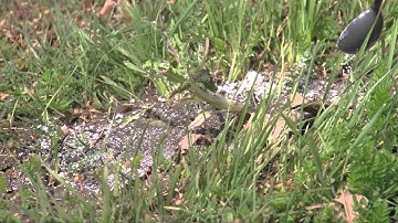 Ortho Orthene Fire Ant Killer