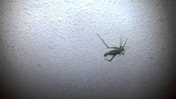 Verschrikking, moordenaar, einde ter tijd, Ragnarok, HELP