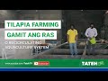 Pagaalaga ng tilapia sa recirculating aquaculture system ras  pinas style  i tateh tv episode 90