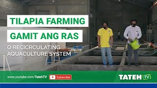 Pag-aalaga ng Tilapia sa Recirculating Aquaculture System (RAS),  Pinas Style  I Tateh TV Episode 90