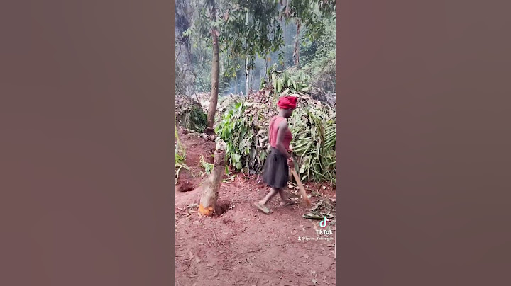 Así es vivir con unas familias Pigmeos Baka en la selva de Camerun.