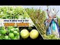 Canopy management of guava (अमरुद में अधिक फलन के लिए छत्रक प्रबंधन)