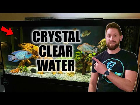 Crystal Clear Aquarium Water | Tips for Fixing a Cloudy Tank