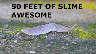 SLUG makes 50 FEET OF SLIME Slug leaving a giant trail