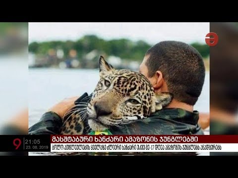 დედამიწის ფილტვები იწვის - ამაზონის ტყე ცეცხლის ალშია გახვეული