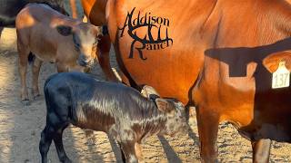 Why Mashona Cattle Are So Shiny?