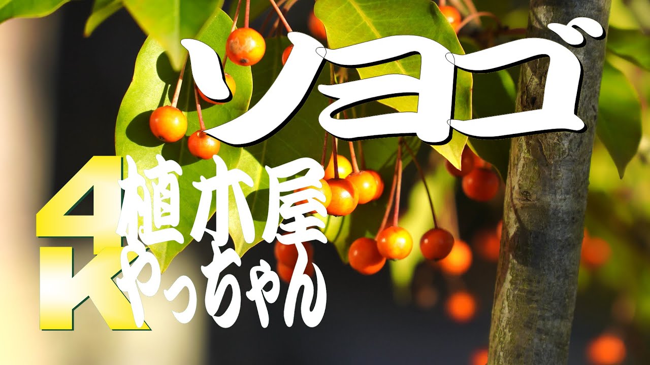 ソヨゴ 実 常緑 常緑樹シンボルツリー Youtube