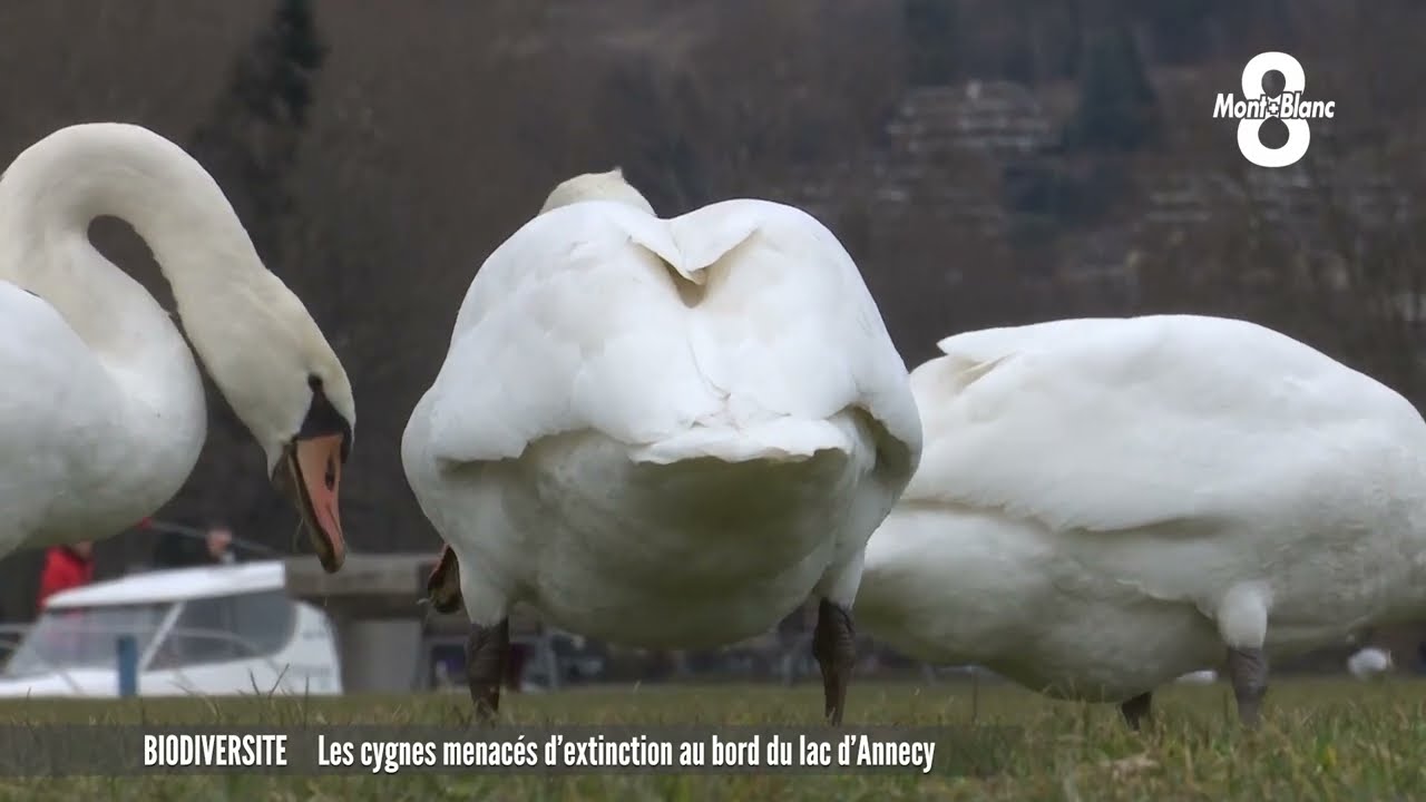 Les cygnes menacés d'extinction au bord du lac d'Annecy