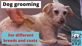 How to Groom dogs of different breeds and coat types