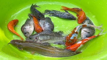 Kem Chanel ra bờ ao kéo vó bắt cá chép, cá trê, cá sấu con chó, con thỏ, con vịt, cá sấu, con ếch.