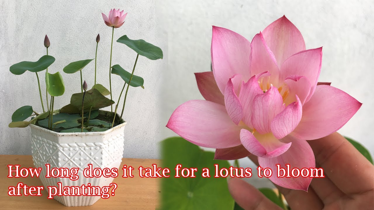 Growing Mini Lotus At Home How Long Does It Take For Lotus To Bloom Growing Mini Lotus At Home How Long Does It Take For Lotus To Bloom